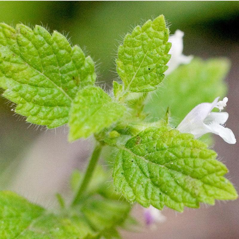 Lemon Balm (Organic) Peaceful Valley