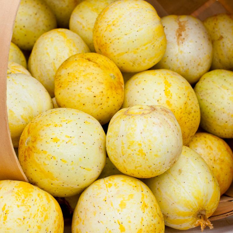 Lemon Cucumber Seeds (Organic) Peaceful Valley