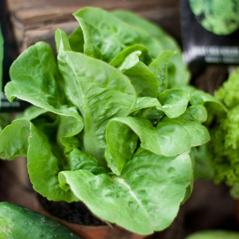 Little Gem Lettuce Seeds (Organic) Peaceful Valley