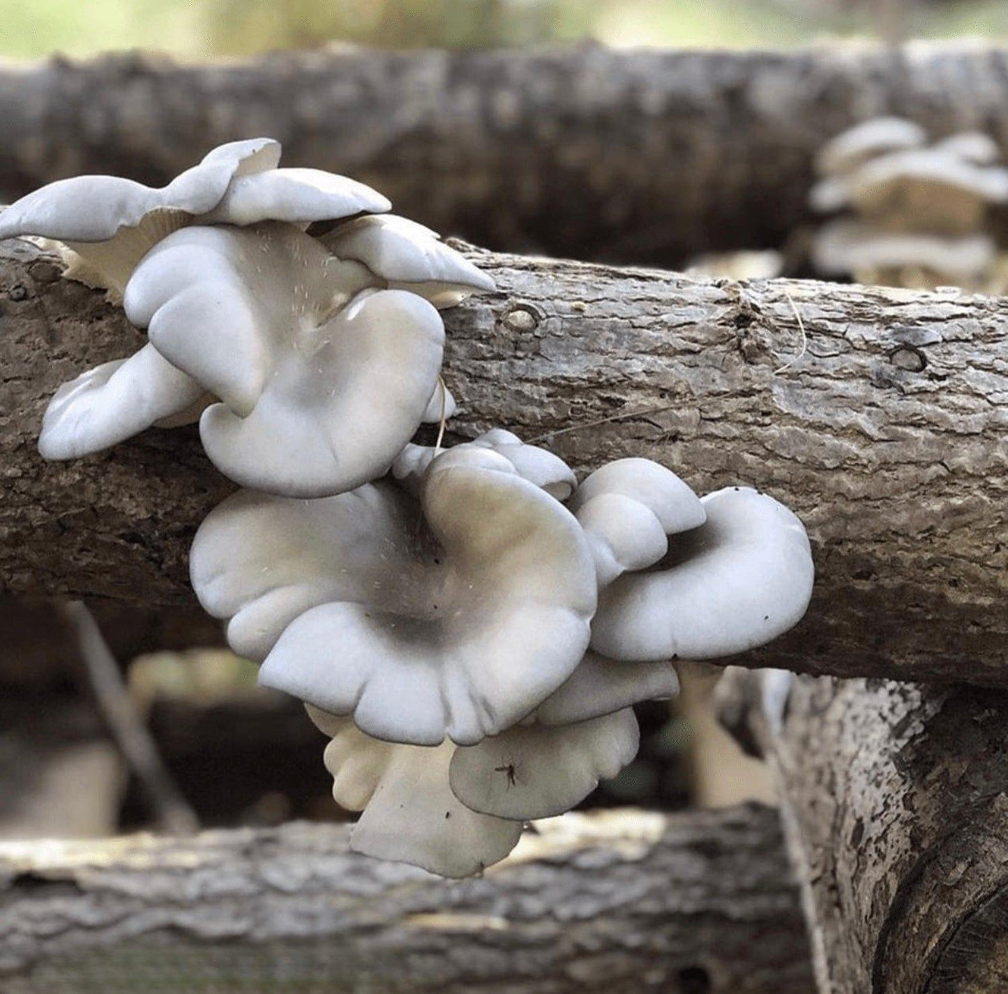 Organic Blue Oyster Mushroom Outdoor Log Growing Kit North Spore