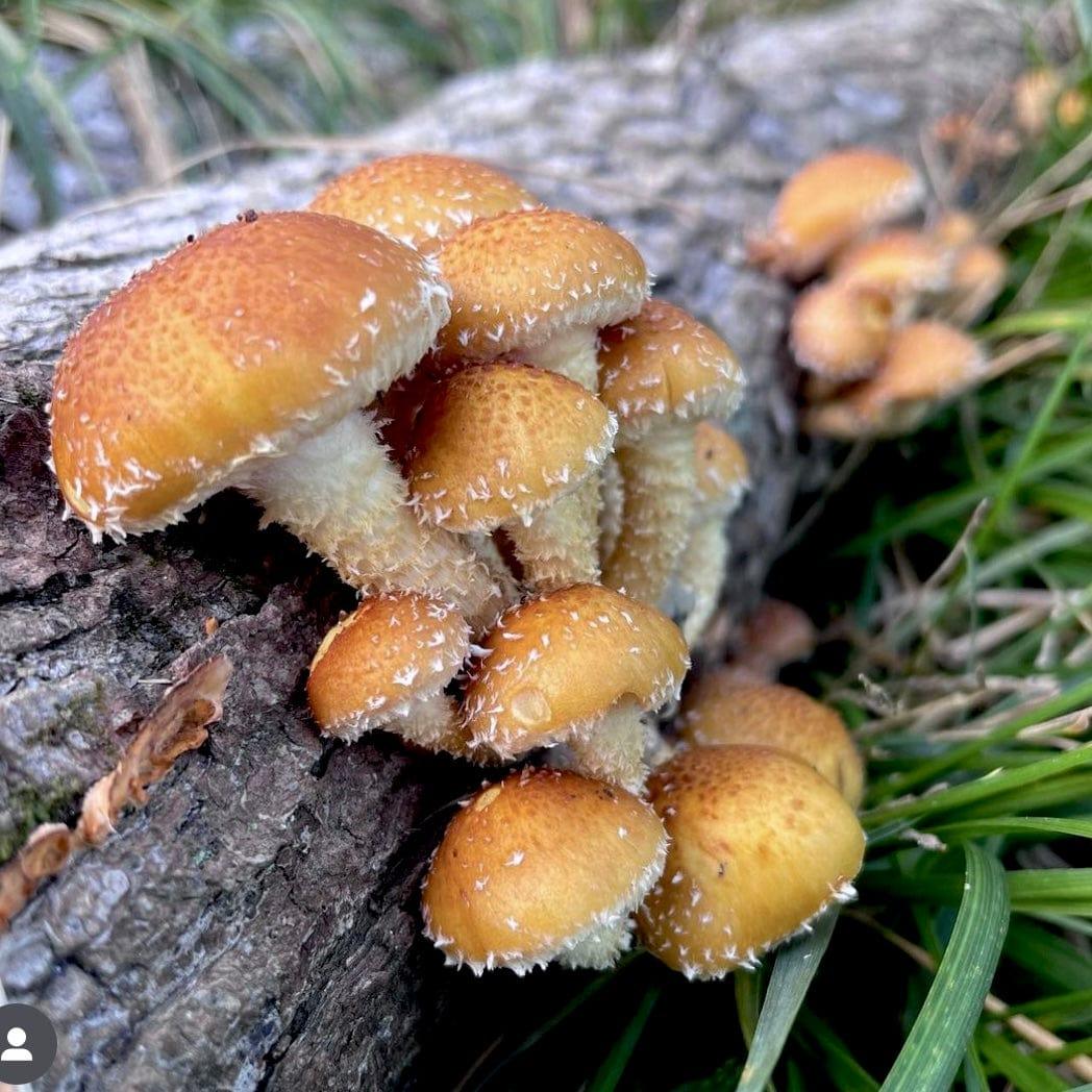 Organic Chestnut Mushroom Outdoor Log Kit North Spore