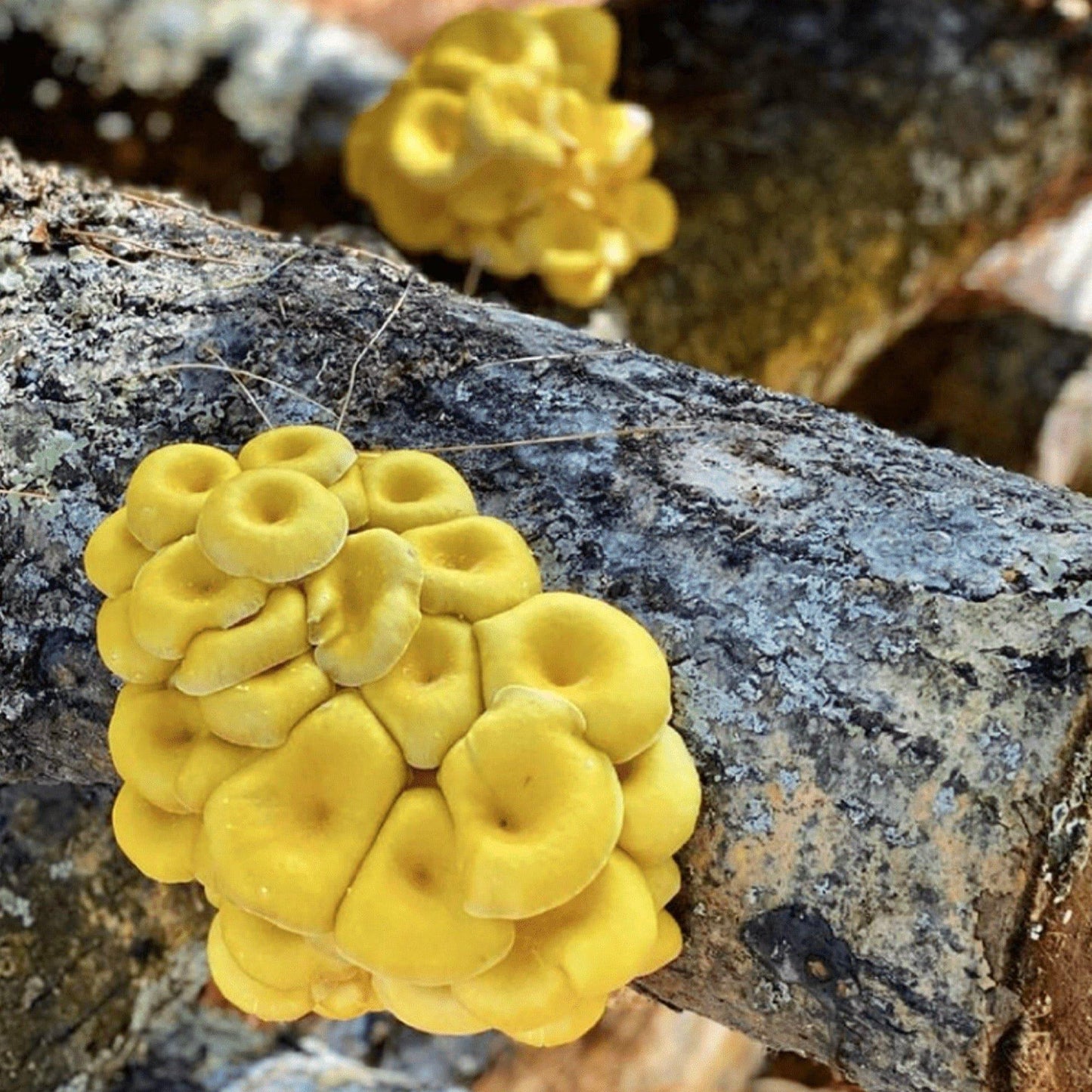 Organic Golden Oyster Mushroom Outdoor Log Growing Kit North Spore