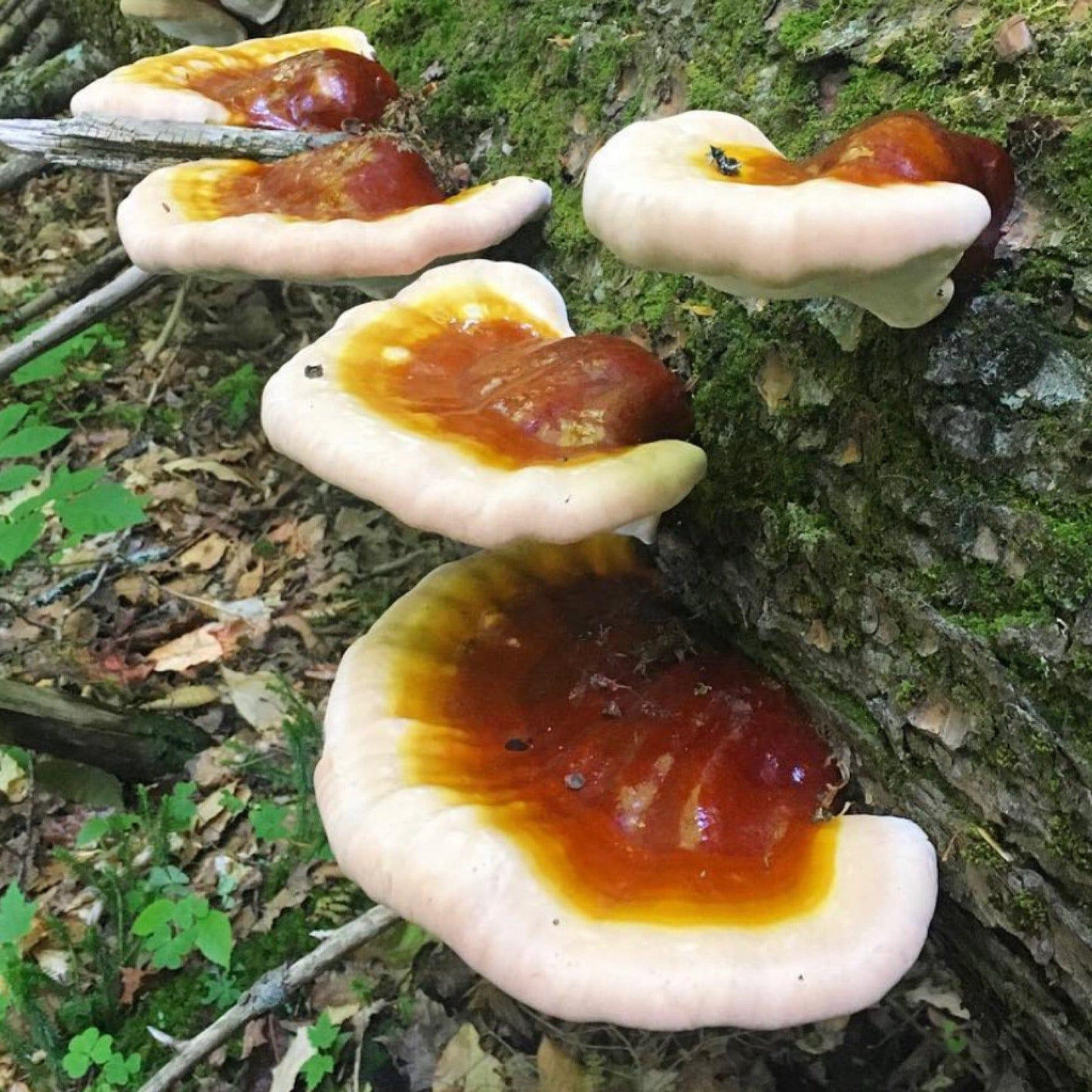 Organic Hemlock Reishi Mushroom Outdoor Log Growing Kit North Spore