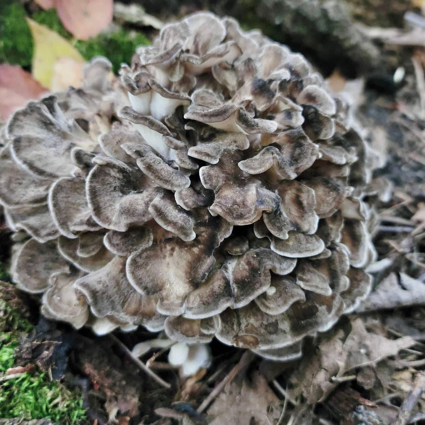 Organic Hen of the Woods (Maitake) Outdoor Log Growing Kit North Spore