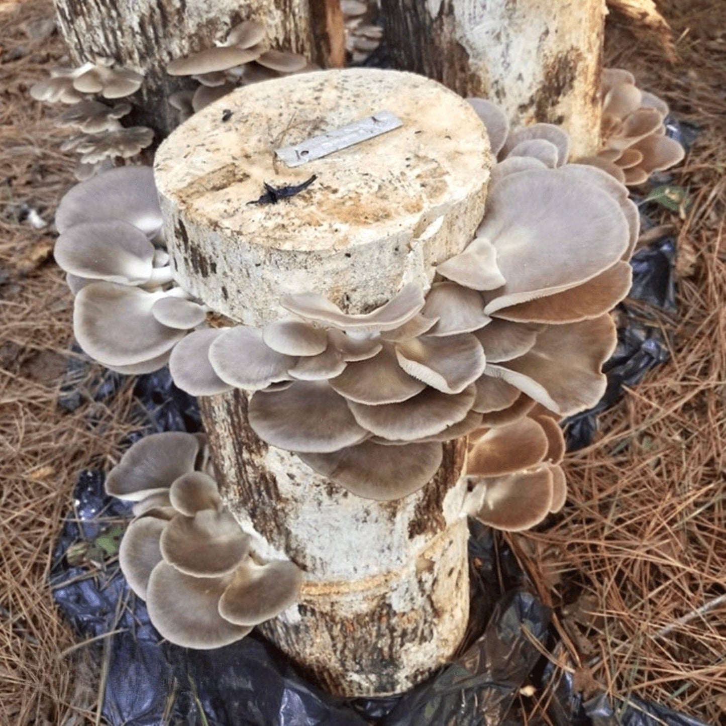 Organic Italian Oyster Mushroom Outdoor Log Growing Kit North Spore