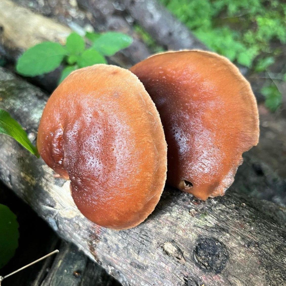 Organic Red Reishi Mushroom Outdoor Log Growing Kit North Spore