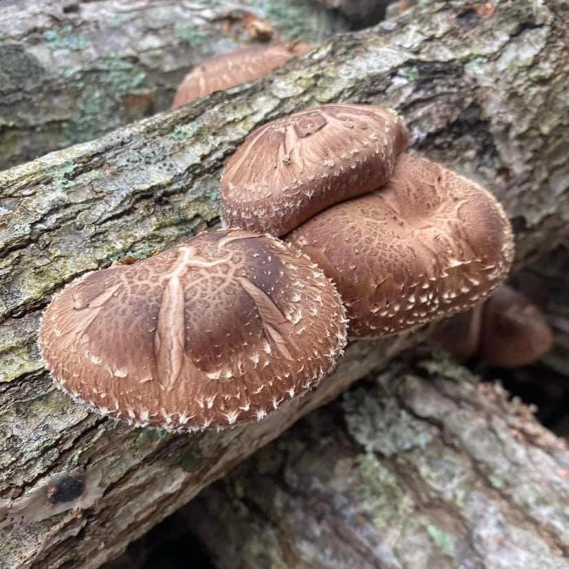 Organic Shiitake Mushroom Outdoor Log Kit North Spore