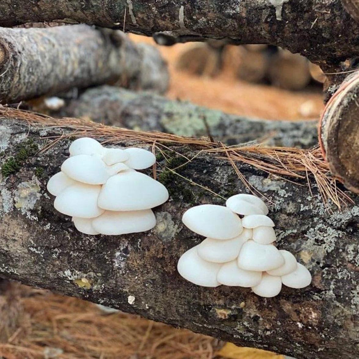 Organic Snow Oyster Mushroom Outdoor Log Growing Kit North Spore