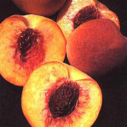 Loring Peach Tree Grow Organic
