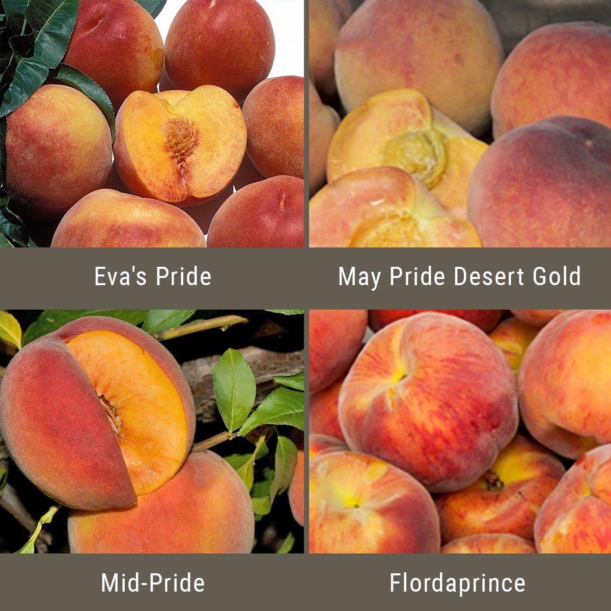 Low Chill Requirement Peaches, Multi Grafted Fruit Tree Grow Organic