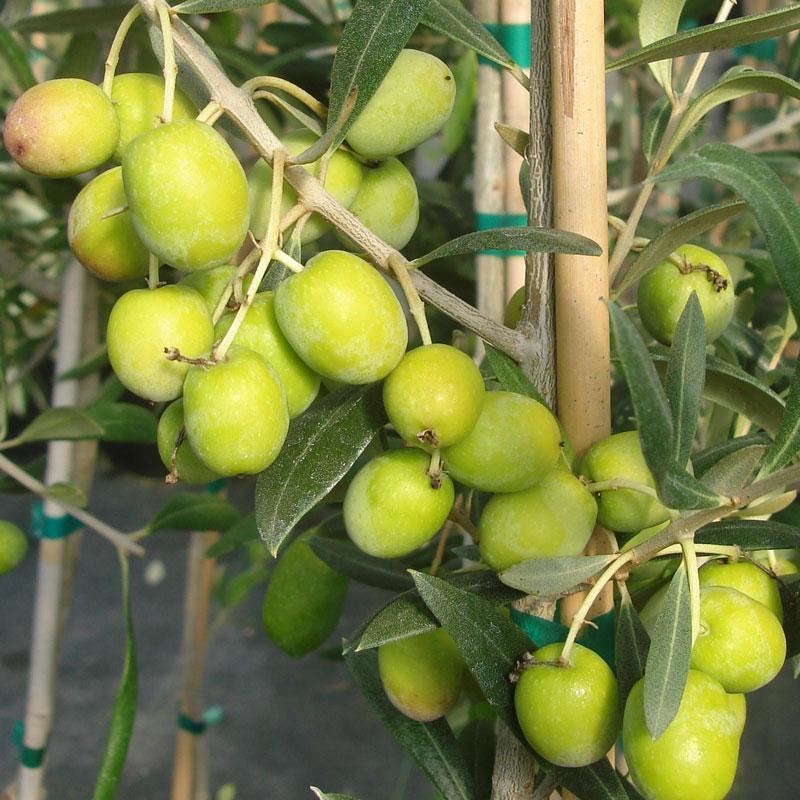 Manzanilla Olive Tree Grow Organic