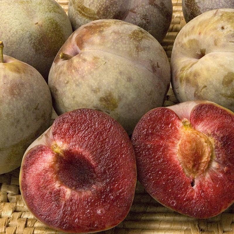 Mariposa Plum Tree Grow Organic