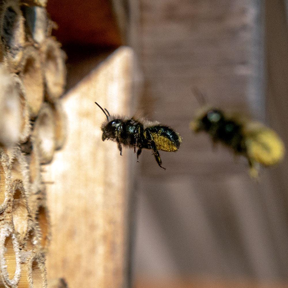 Orchard Mason Bees (20 ct) CrownBees