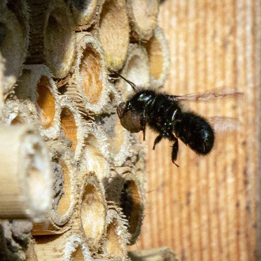 Orchard Mason Bees (20 ct) CrownBees