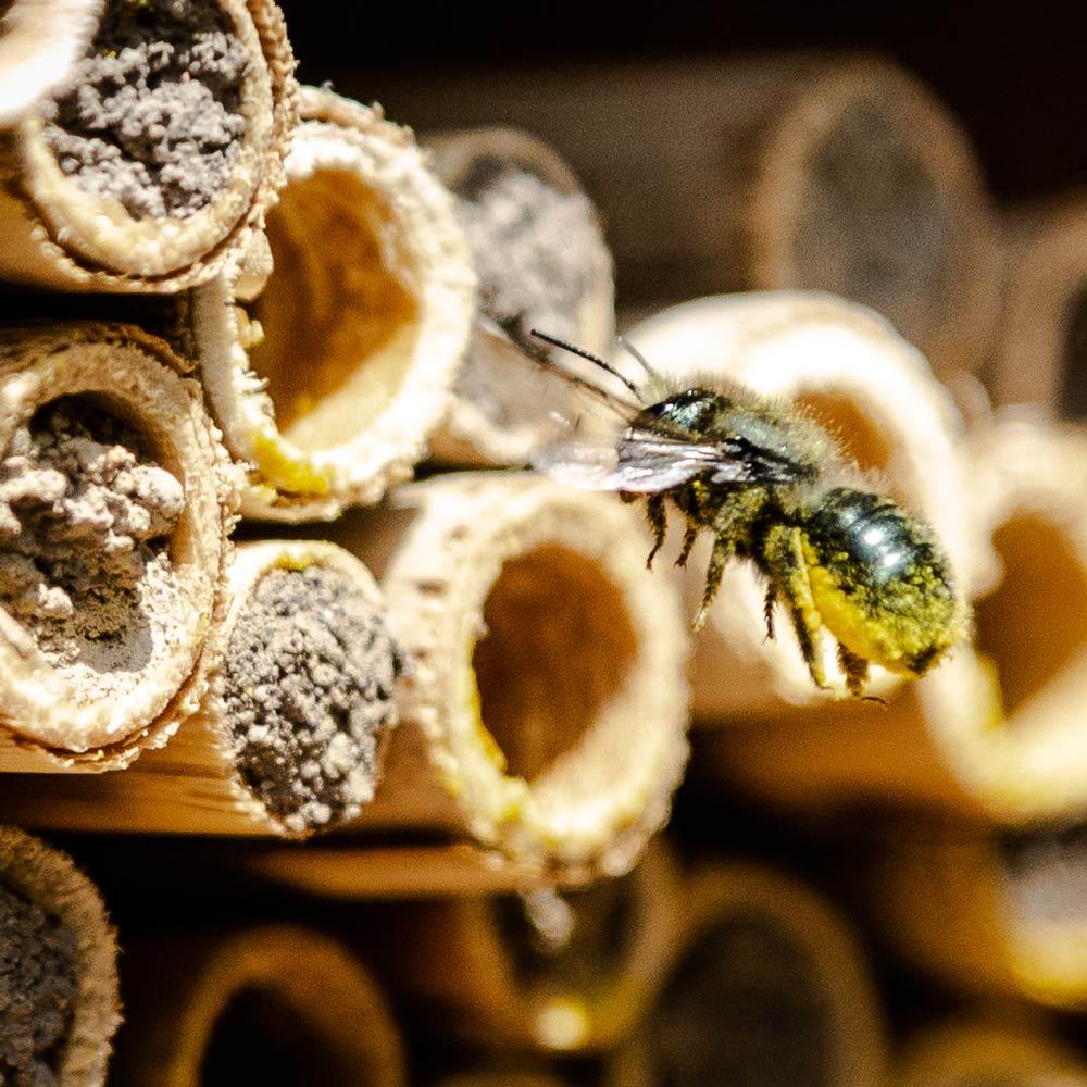 Orchard Mason Bees (20 ct) CrownBees