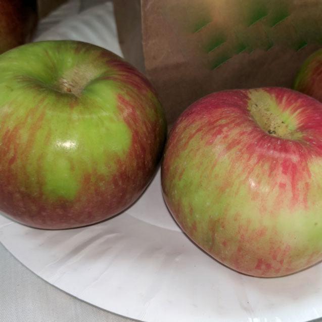 McIntosh Apple Tree Grow Organic