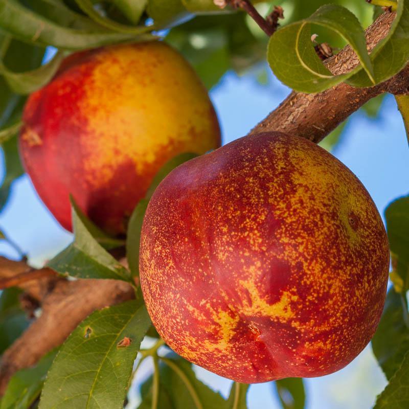 Mericrest Nectarine Tree Grow Organic