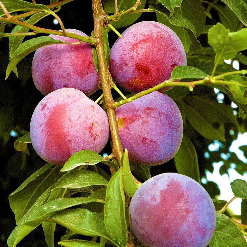 Methley Plum Tree Grow Organic