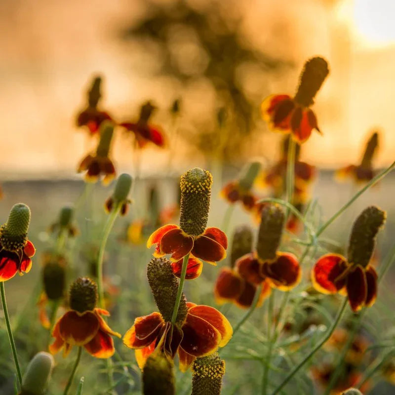 Mexican Hat (1/4 lb) Grow Organic