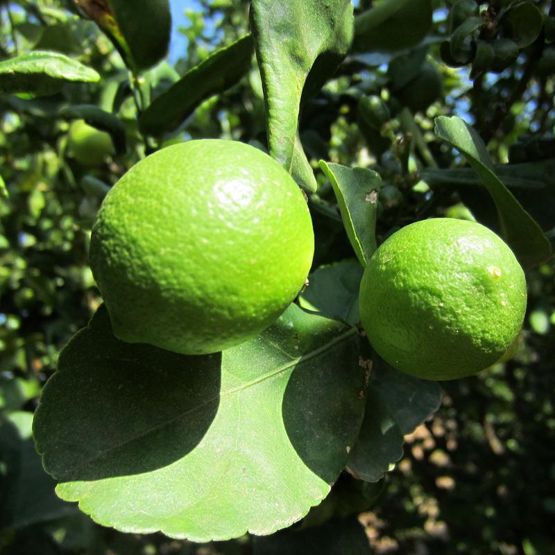 key lime potted plant Mexican Key Lime (Potted)