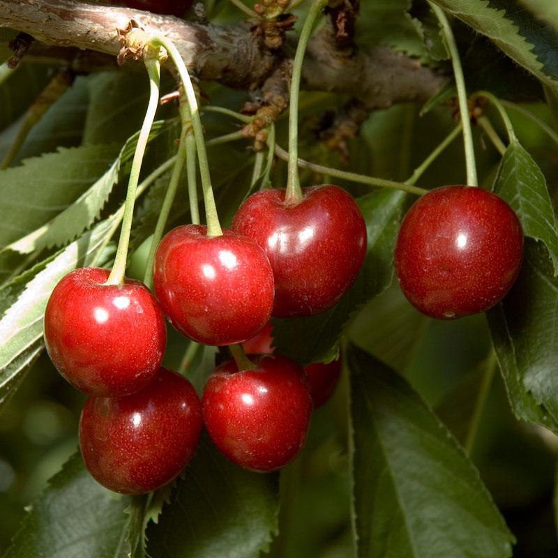 Minnie Royal Cherry Tree Grow Organic