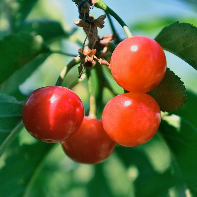 Montmorency Cherry Tree Grow Organic
