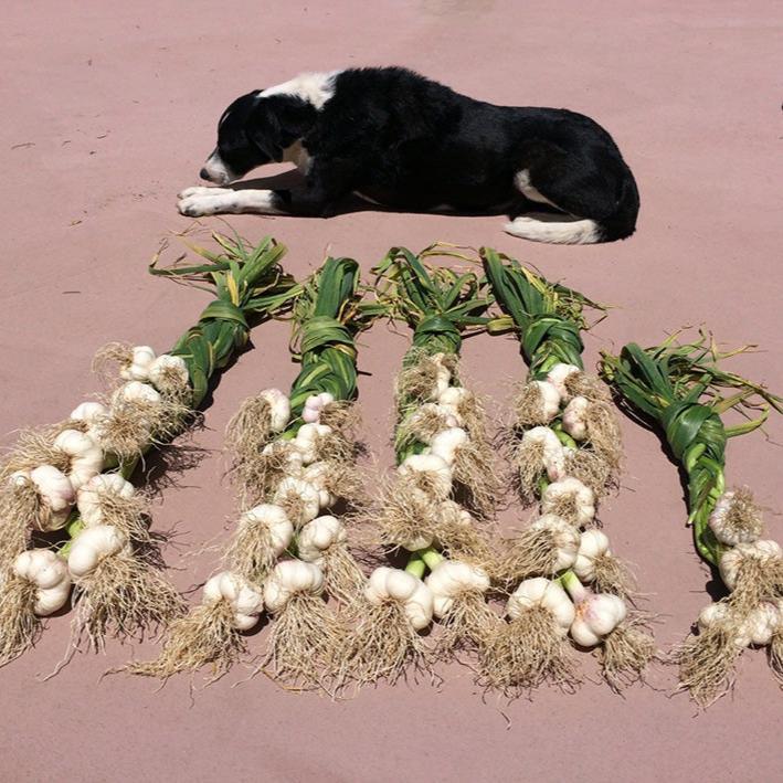 Music Garlic (Lb) Grow Organic