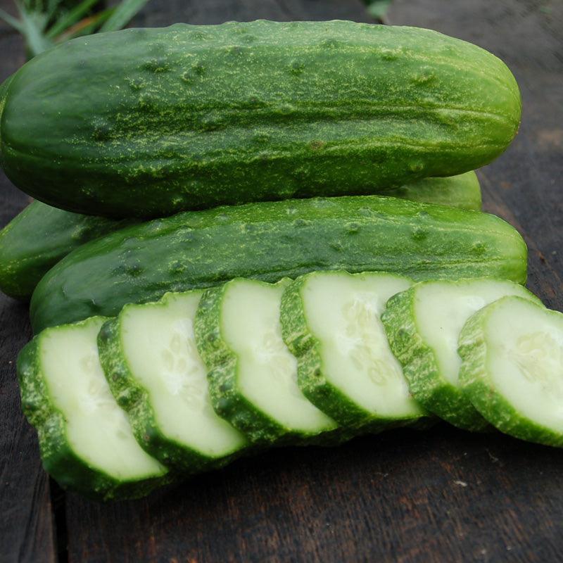 National Pickling Cucumber Seeds (Organic) Peaceful Valley