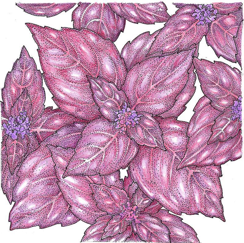 Dark Purple Opal Basil Seeds (Organic) Peaceful Valley