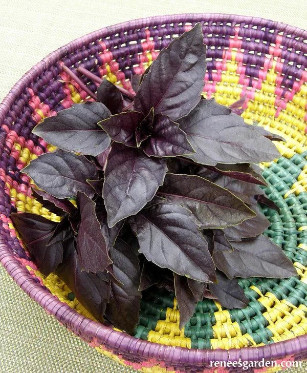 Purple Opal Basil (Organic) Renee's Garden