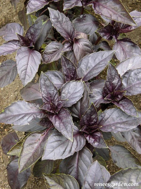 Purple Opal Basil (Organic) Renee's Garden