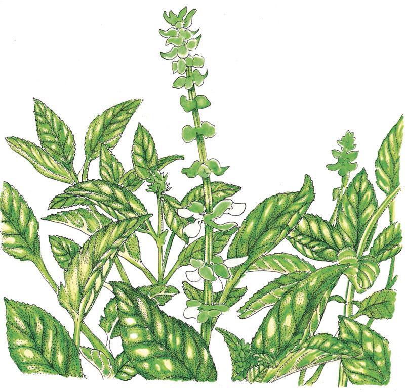 Sweet Basil Seeds (Organic) Peaceful Valley