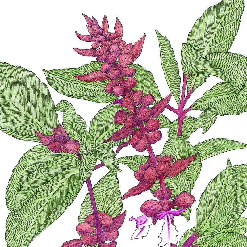 Thai Basil Seeds (Organic) Peaceful Valley