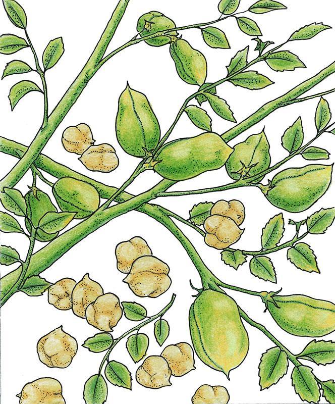 Garbanzo Golden Dragon Bush Bean Seeds (Organic) Peaceful Valley