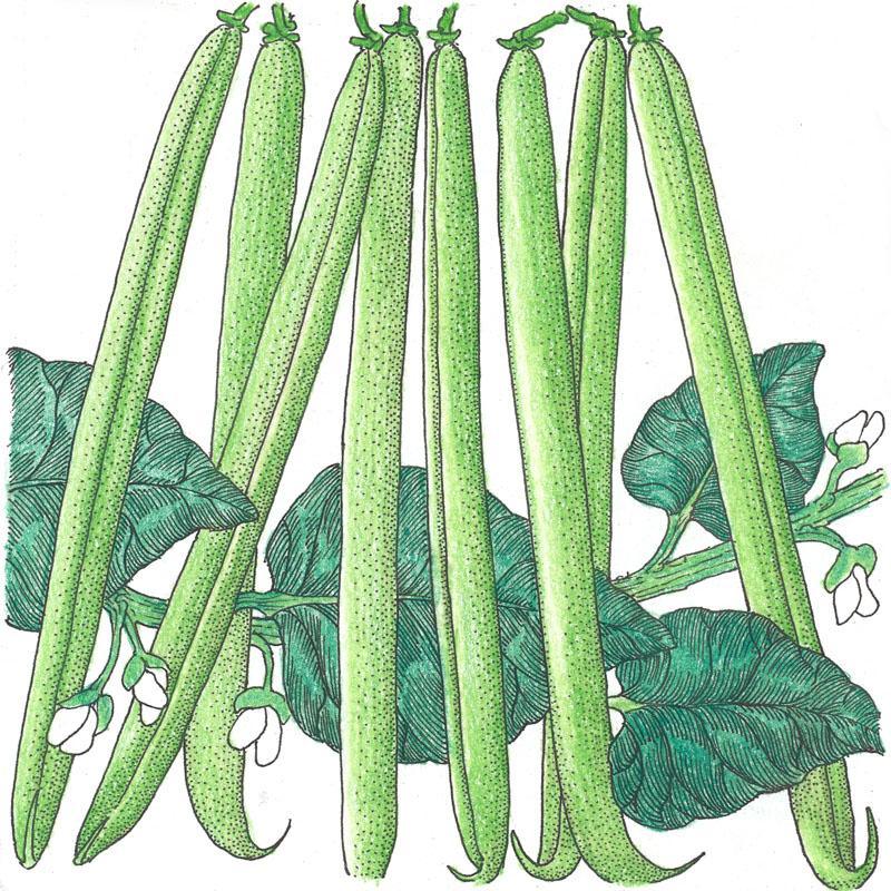 Provider Bush Bean Seeds (Organic) Peaceful Valley