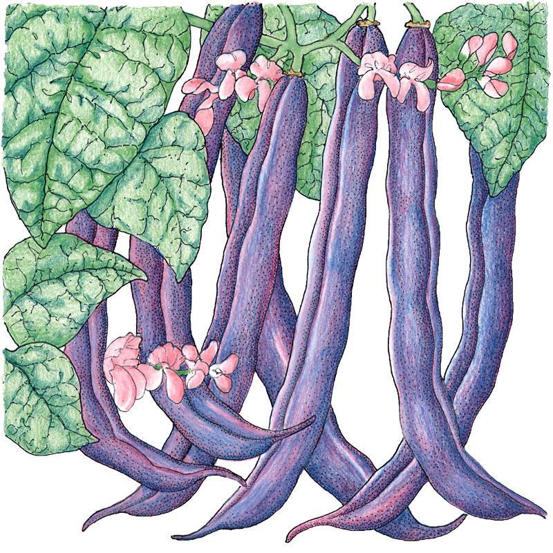 Royalty Purple Pod Bush Bean Seeds (Organic) Peaceful Valley