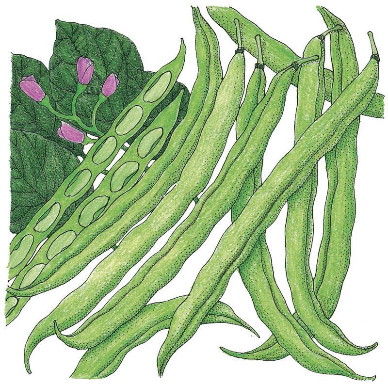 Tendergreen Bush Bean Seeds (Organic) Peaceful Valley