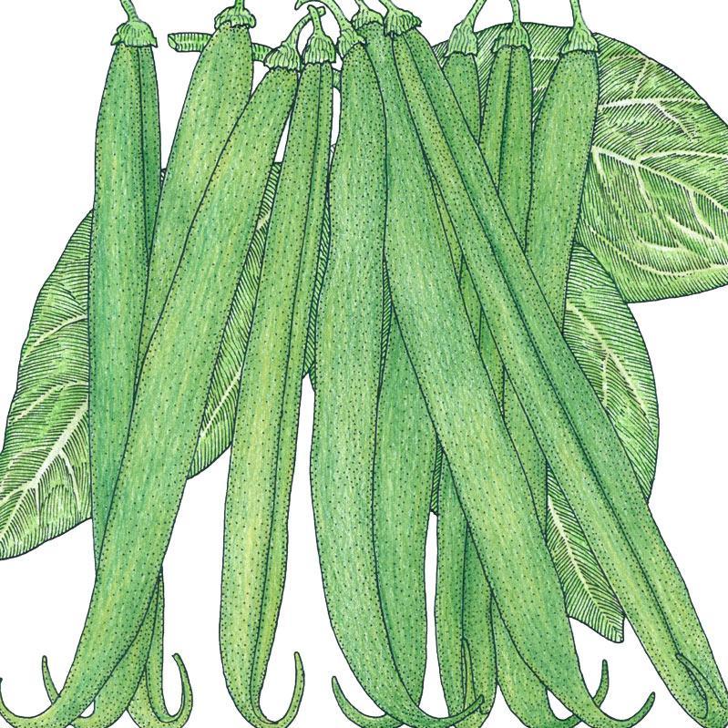 French Garden Bean Seeds (Organic) Peaceful Valley