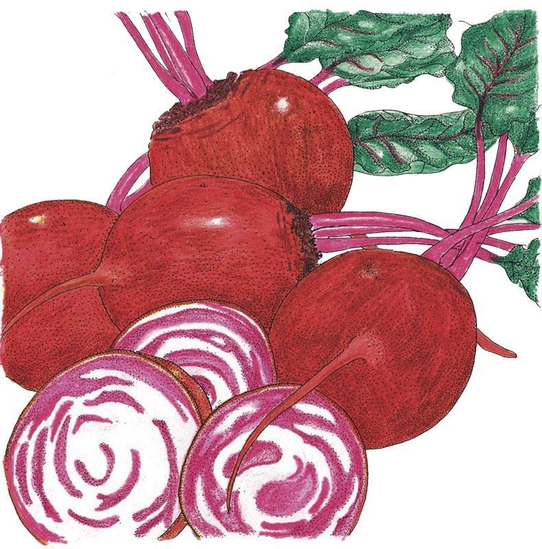 Chioggia Beet Seeds (Organic) Peaceful Valley