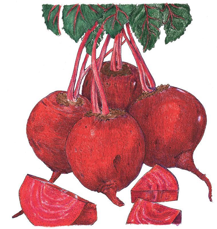 Detroit Dark Red Beet Seeds (Organic) Peaceful Valley