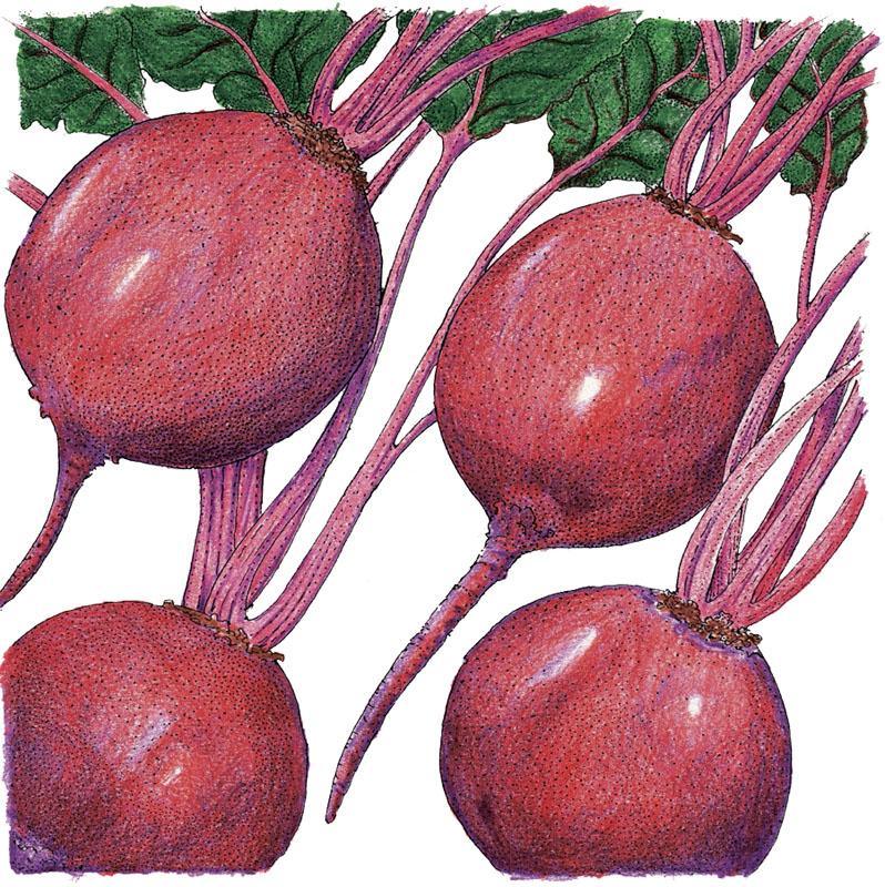 Early Wonder Tall Beet Seeds (Organic) Peaceful Valley
