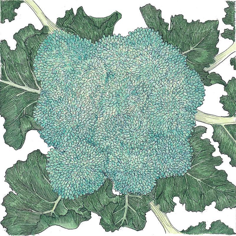 Calabrese Broccoli Seeds (Organic) Peaceful Valley