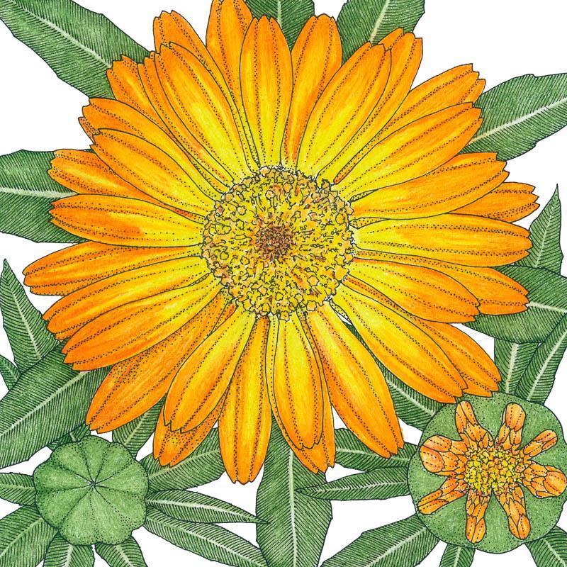 Orange Calendula Seeds (Organic) Peaceful Valley