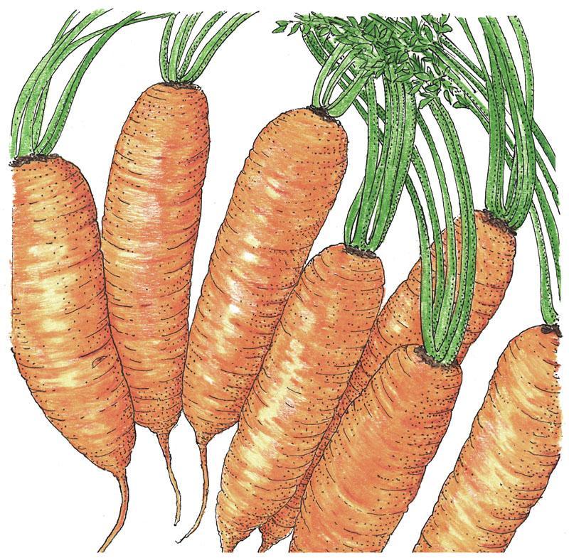 Little Finger Carrot Seeds (Organic) Peaceful Valley
