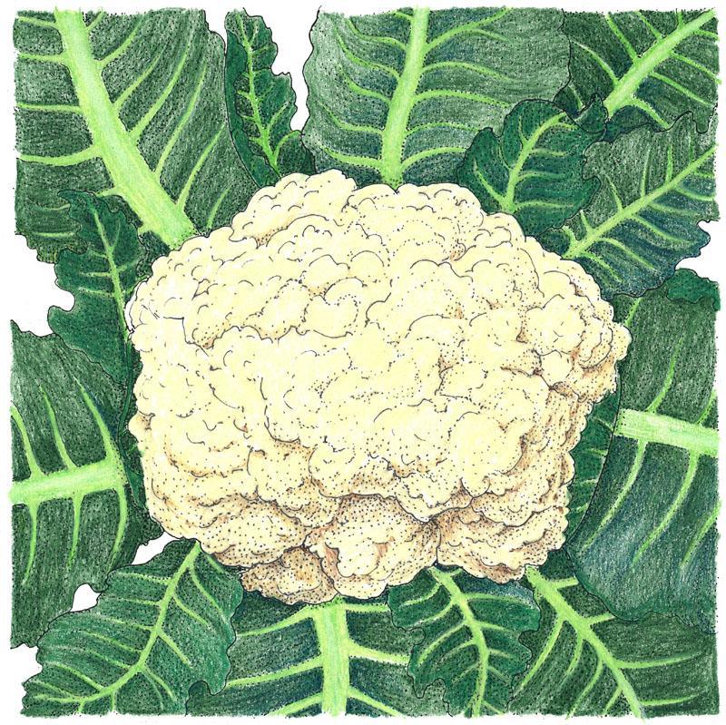 Snowball Cauliflower Seeds (Organic) Peaceful Valley