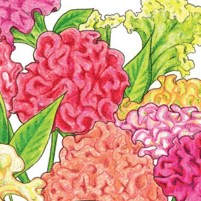 Organic Supercrest Celosia Mix (1 oz) Peaceful Valley