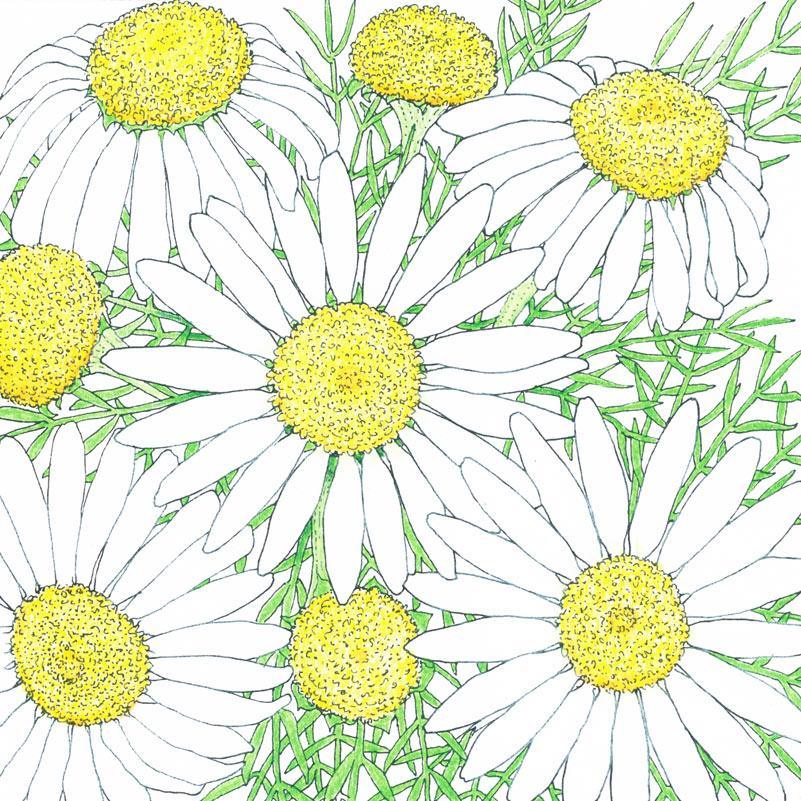 Chamomile Seeds (Organic) Peaceful Valley