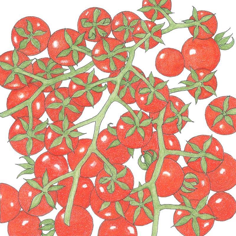 Matt's Wild Cherry Cherry Tomato Seeds (Organic) Peaceful Valley