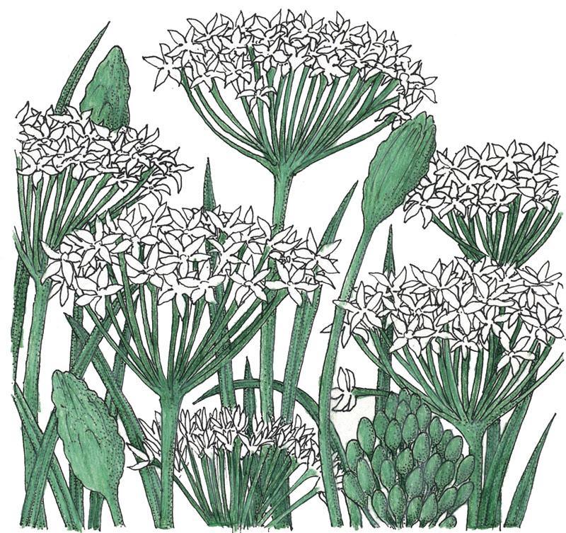 Garlic Chives Seeds (Organic) Peaceful Valley