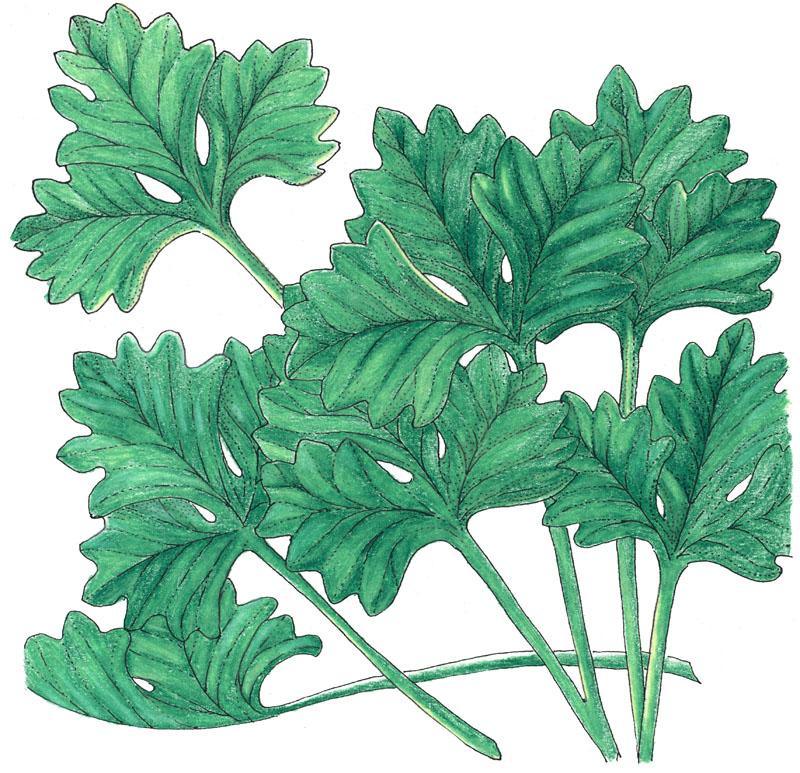 Cilantro Seeds (Organic) Peaceful Valley